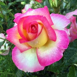 Rose 'Sweet Delight'